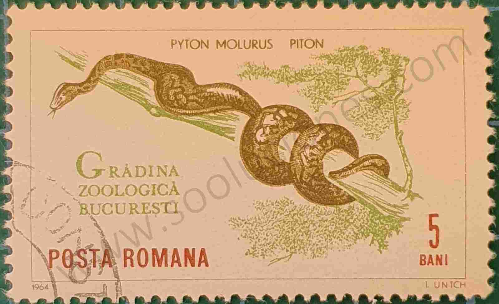 Pyton molurus - Rumania 1964